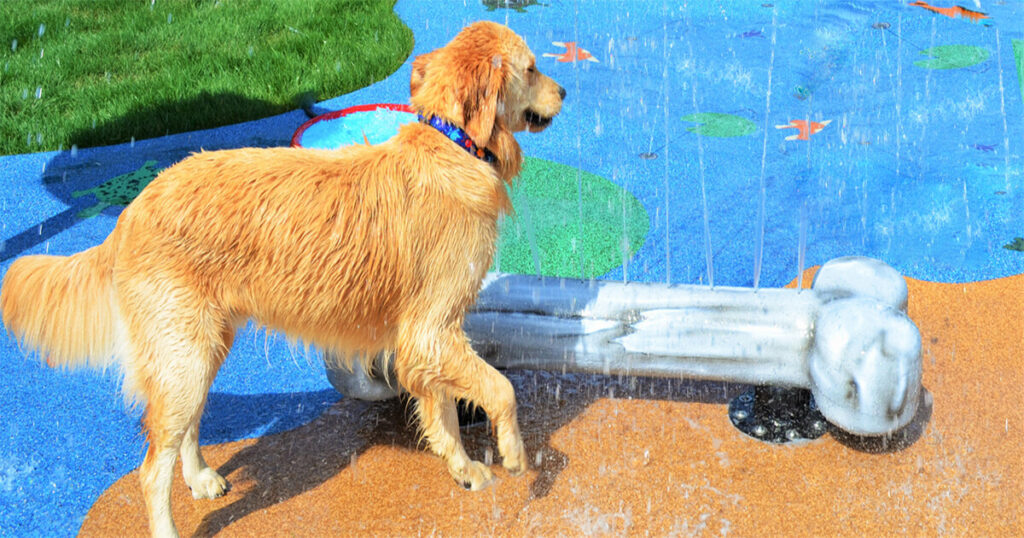 dog bone water play feature