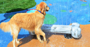 dog bone water play feature